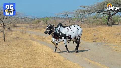 Dangi Cattle