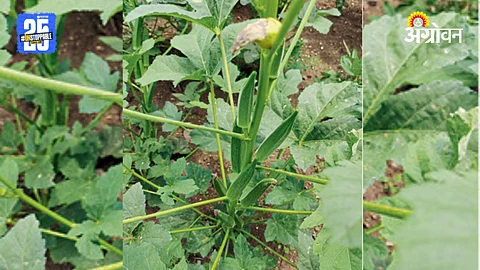 Okra Cultivation