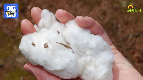 Cotton Market