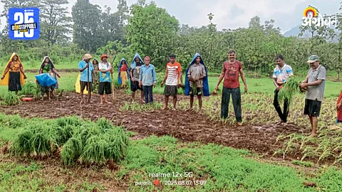 Ragi Cultivation