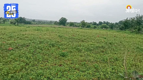 Indian Agriculture