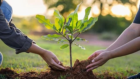 Tree Plantation