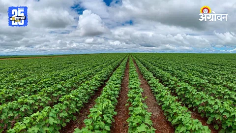 Cotton Cultivation