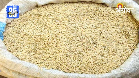 Paddy Farmers