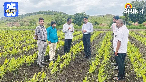 Turmeric Farming