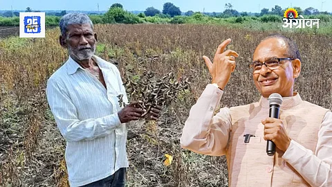 Crop Insurance