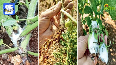 Tomato Crop Disease
