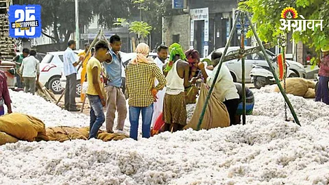 Cotton Market