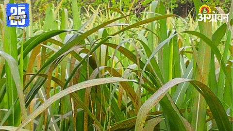 Kharif Sowing
