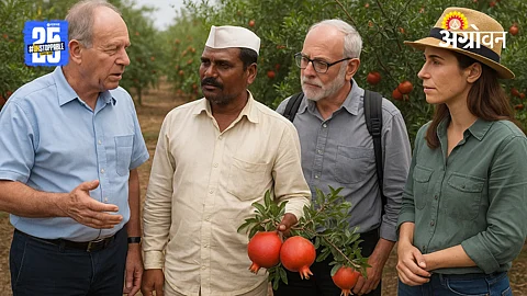 Pomegranate Farming