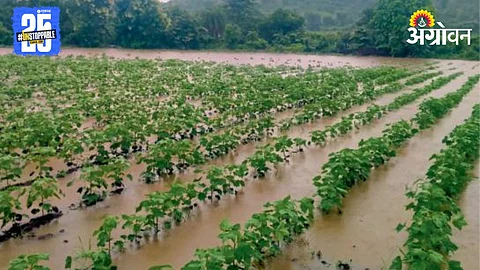 Crop Damage