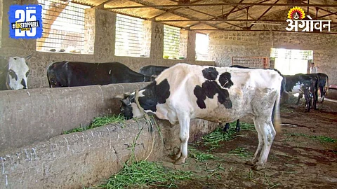 Animal Diet Management