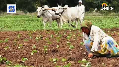 Kharif 2025 sowing, maize sowing increase