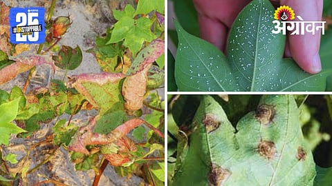 Cotton Pest and Diseases