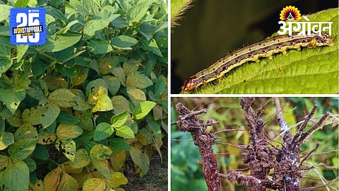 Soybean disease management