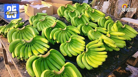 Banana Market
