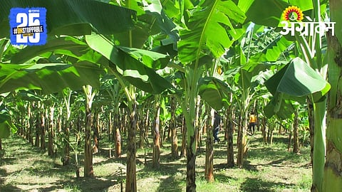 Banana Farming