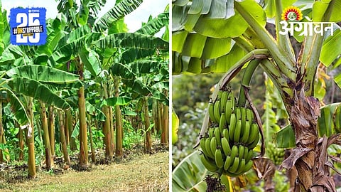 Banana Farming