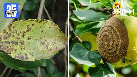 Brown Rot on Citrus fruit