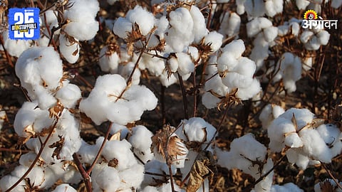 Cotton