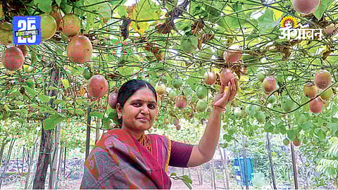 Passion Fruit Farming