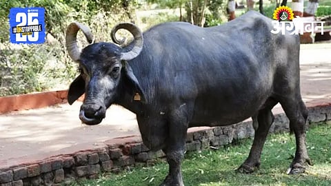 Buffalo health Cautions