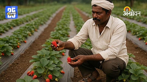 Strawberry Cultivation