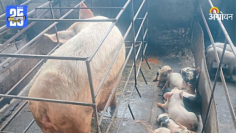 Pig Farming