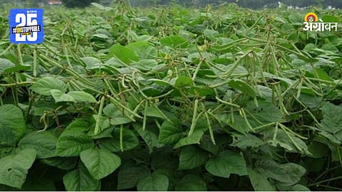 Urad Crop