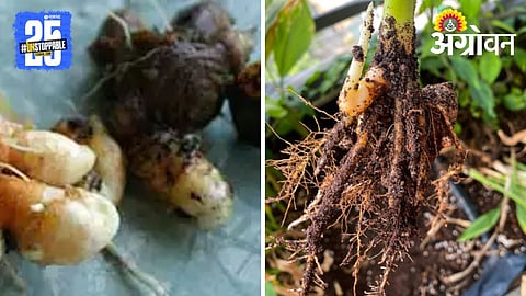 Turmeric Disease