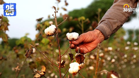 Cotton Farming