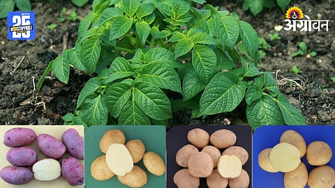 Potato Varieties