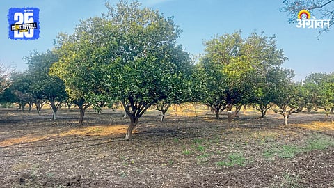 Citrus Orchard