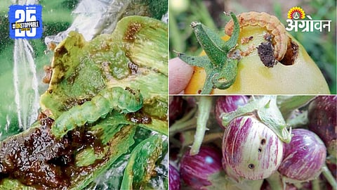 Vegetable Crop Pest Management