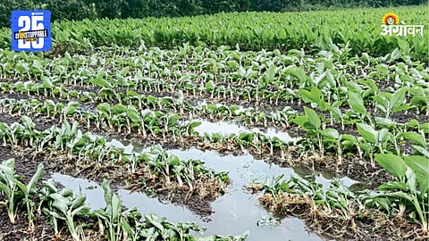 Crop Damage