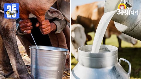 Clean Milk Production