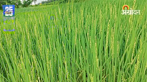 Rice Farming