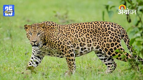 Leopard Attack