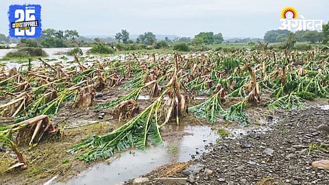 Crop Damage