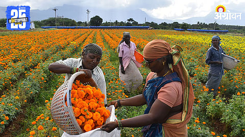 Onam Farming