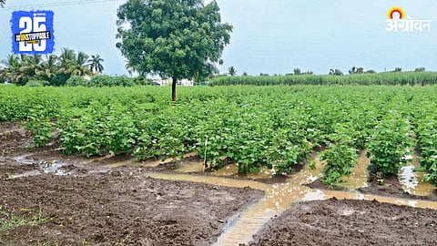 Maharashtra Agriculture