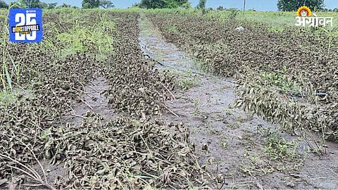 Crop Damage