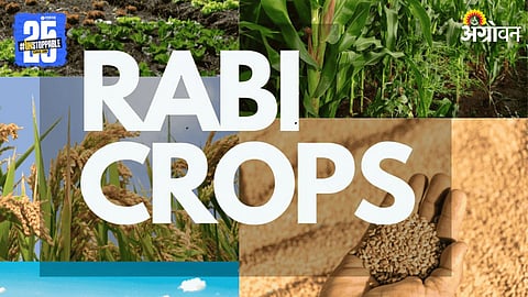 Rabi Crops