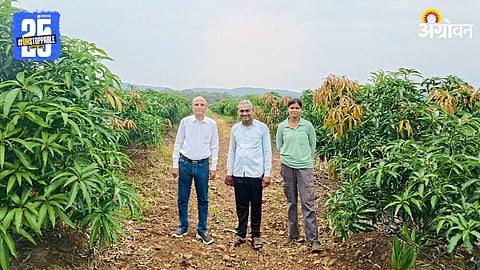 Mango Farming