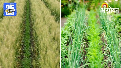 Irrigated Land Intercropping