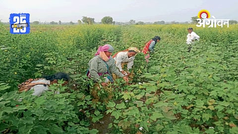 Cotton Harvest
