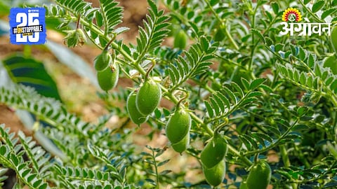 Chickpea Cultivation