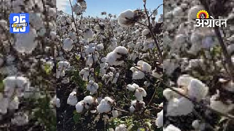 World Cotton Day
