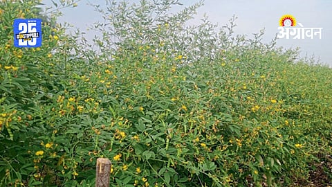 Pigeon Pea Farming