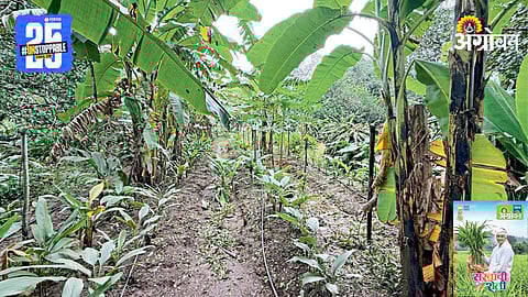 Banana Farming